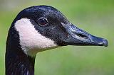 Goose Head_25093